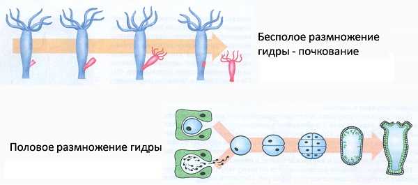 Что случилось с кракеном сайт